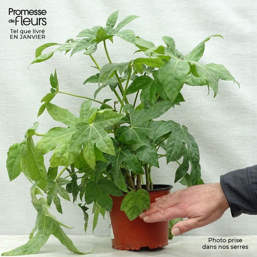 Spécimen de Faux-aralia - Fatsia japonica Pot de 2L/3L tel que livré en hiver