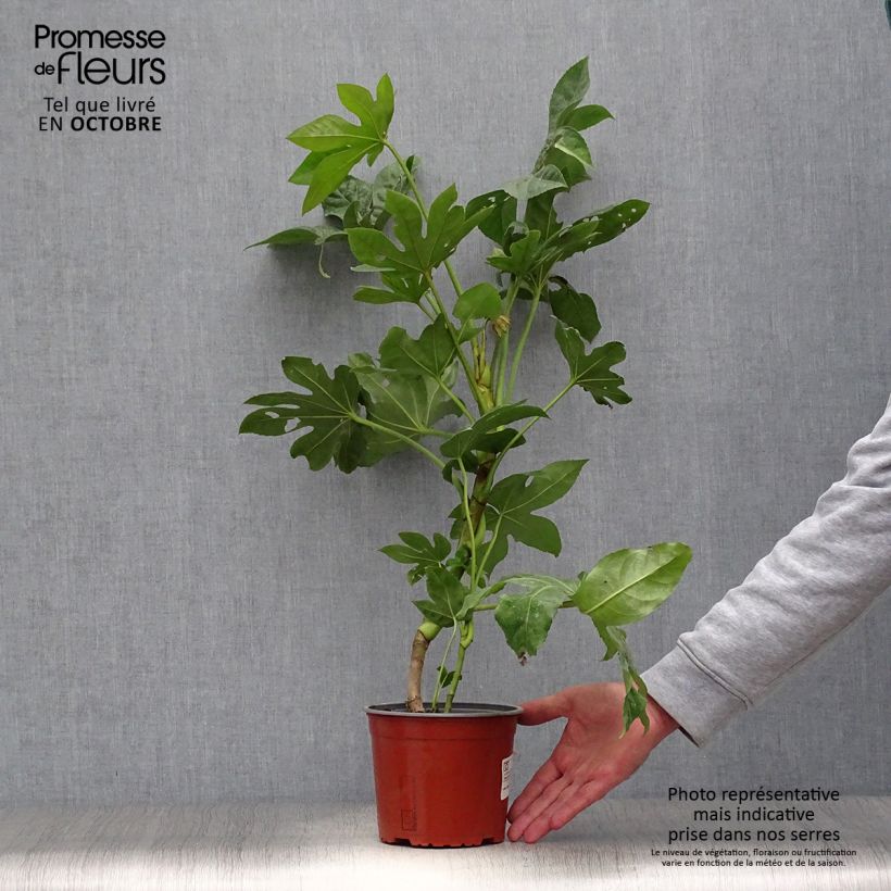 Spécimen de Faux-aralia - Fatsia japonica Pot de 2L/3L tel que livré en automne