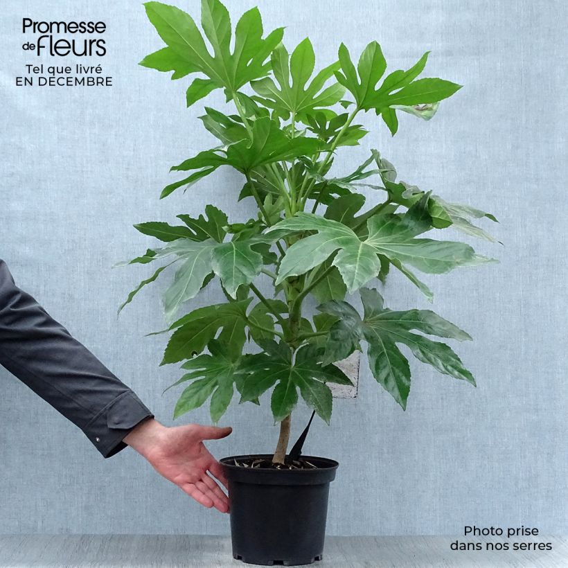 Spécimen de Faux-aralia - Fatsia japonica Pot de 4L/5L tel que livré en hiver