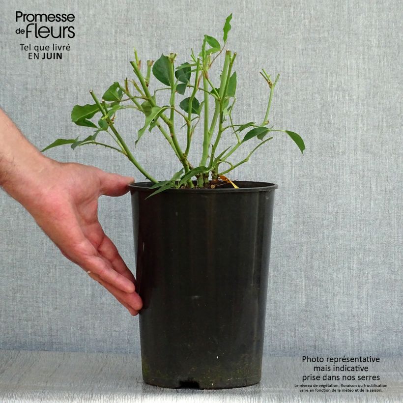 Spécimen de Rosier à fleurs groupées Iceberg (Fée des neiges) Pot de 4L/5L tel que livré en été