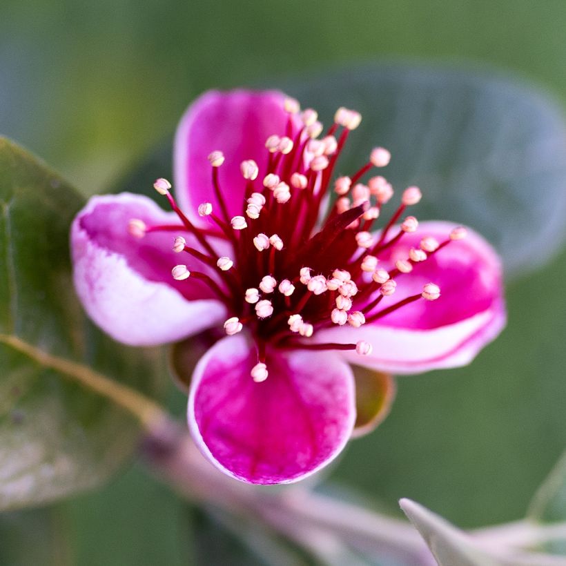 Feijoa ou Acca sellowiana Apollo - Goyavier du Brésil (Floraison)