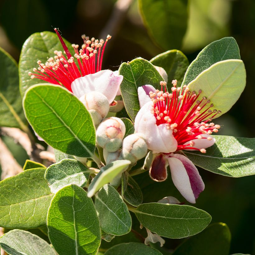 Feijoa ou Acca sellowiana Triumph - Goyavier du Brésil (Floraison)