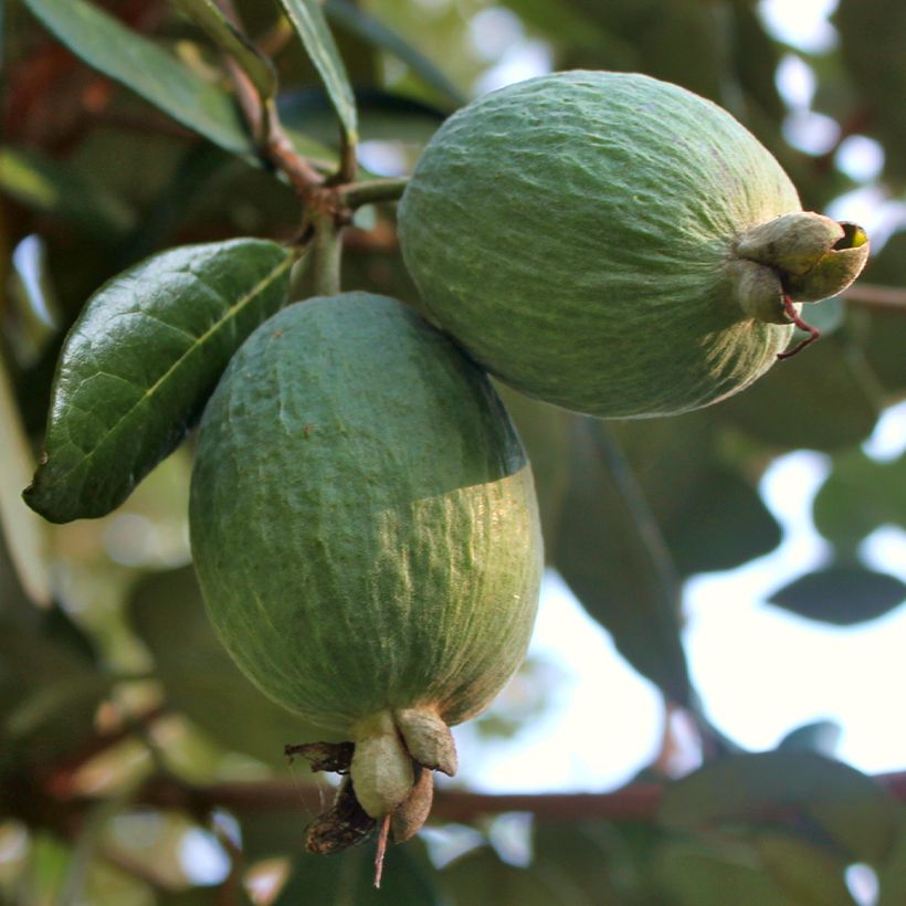 Feijoa ou Acca sellowiana Triumph - Goyavier du Brésil (Récolte)