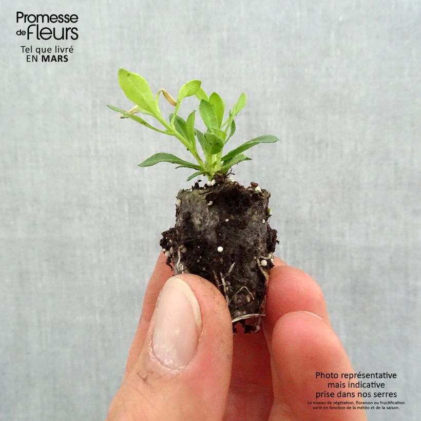 Spécimen de Felicia Forever Blue - Agathea bleu Mini-motte Ø 1,5/2,5 cm, Livré en plant vert de 5 à 10 cm de hauteur tel que livré au printemps