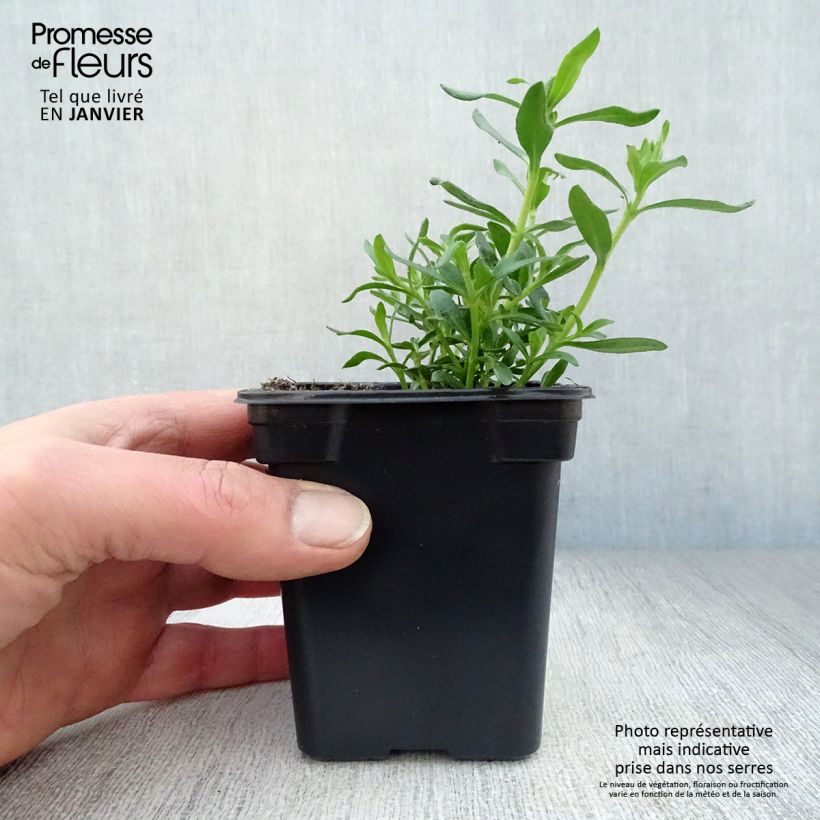 Spécimen de Felicia amelloides - Aster du Cap Godet de 7/8 cm tel que livré en hiver