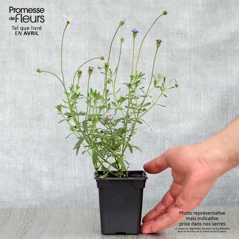 Spécimen de Felicia amelloides - Aster du Cap Godet de 7/8 cm tel que livré au printemps