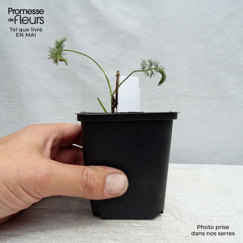 Amostra de Foeniculum vulgare Vaso de 7/8 cm tal como entregue na primavera