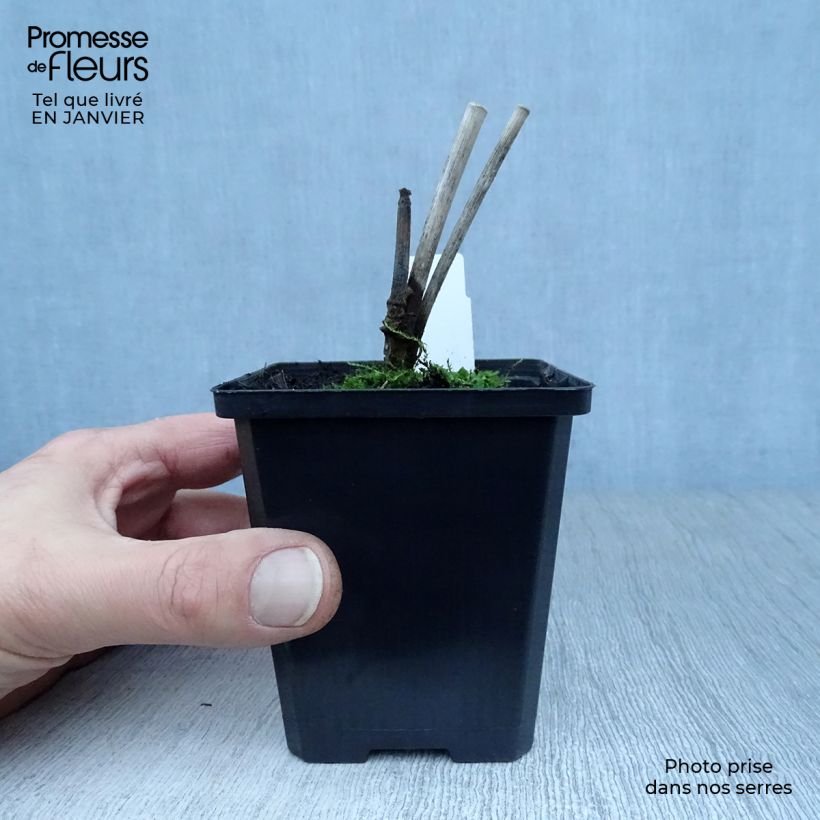 Spécimen de Fenouil - Foeniculum vulgare Godet de 7/8 cm tel que livré en hiver