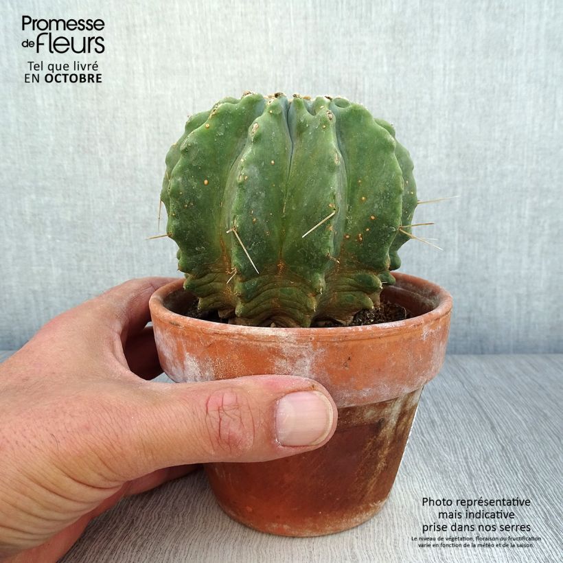 Spécimen de Ferocactus glaucescens Inermis Pot de 12 cm / 13 cm tel que livré en automne