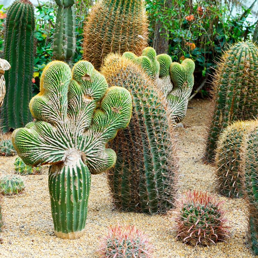 Ferocactus gracilis subsp. coloratus (Port)