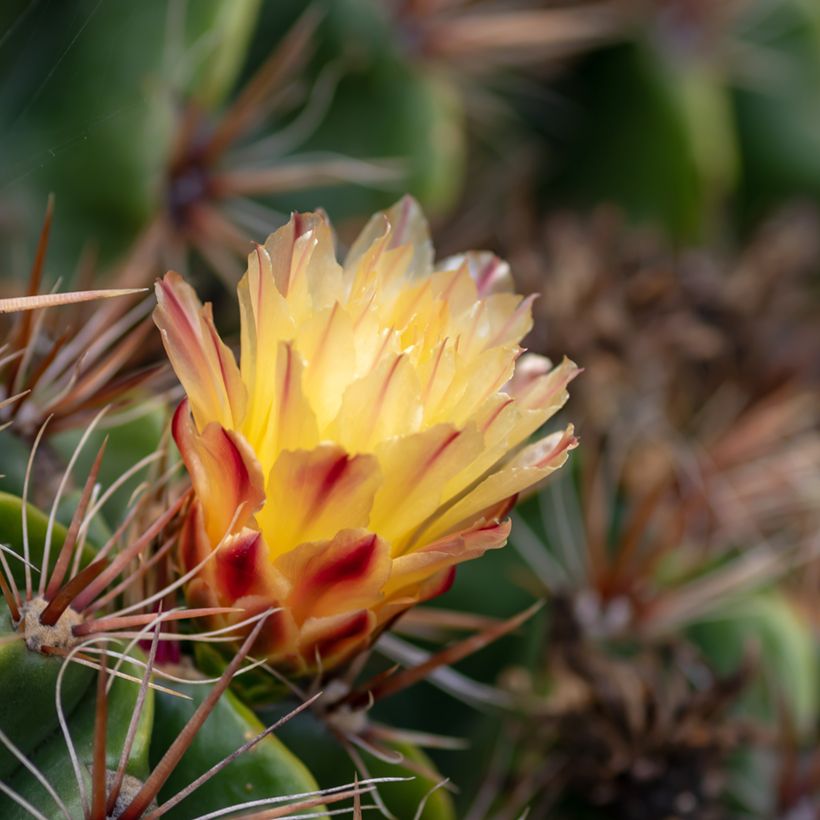 Ferocactus robustus - Cactus tonneau (Floraison)
