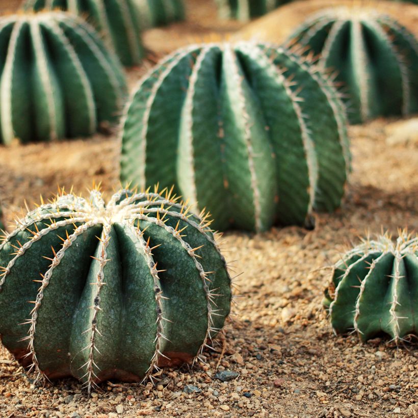 Ferocactus schwarzii - Cactus barrique (Port)