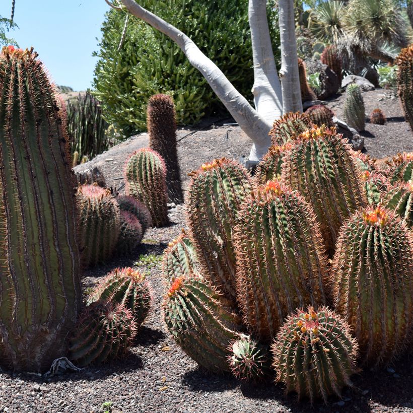 Ferocactus stainesii var. pilosus - Cactus (Port)