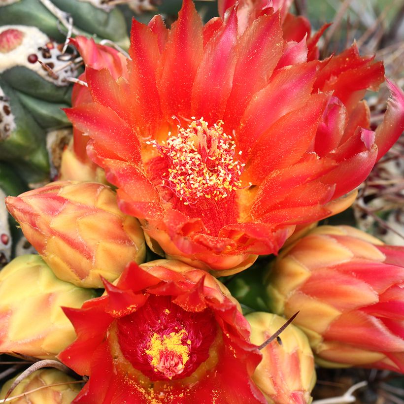 Ferocactus emoryi - Cactus tonneau rouge (Floraison)