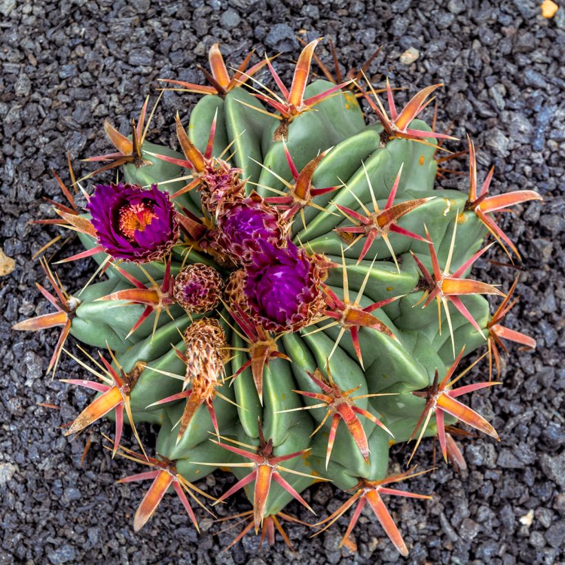 Ferocactus latispinus - Cactus tonneau (Floraison)