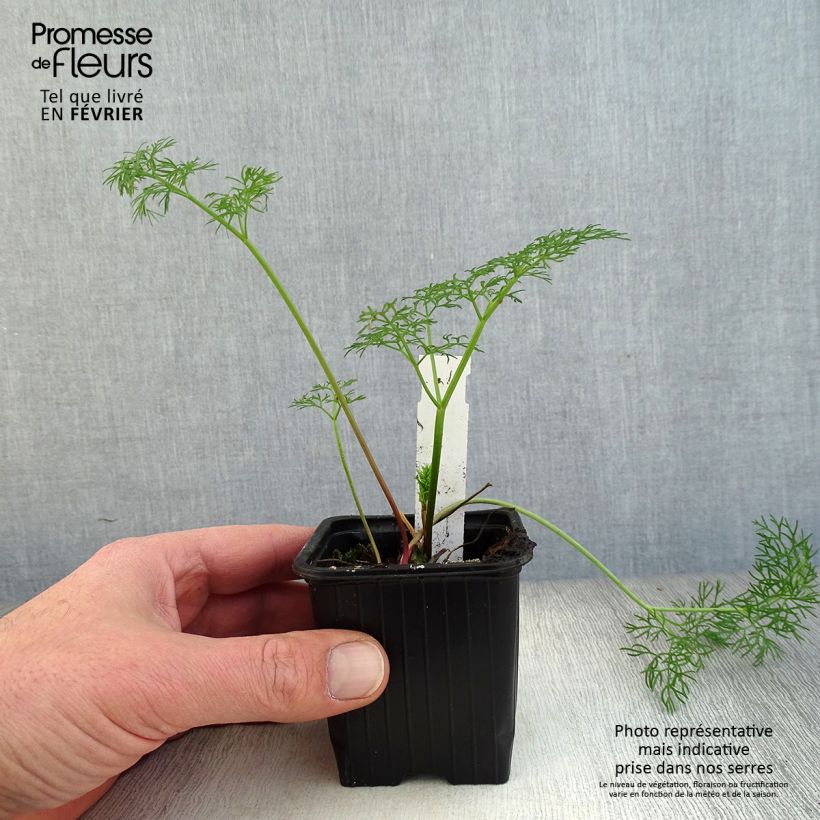 Spécimen de Ferula communis - Grande férule Godet de 8/9 cm tel que livré en hiver