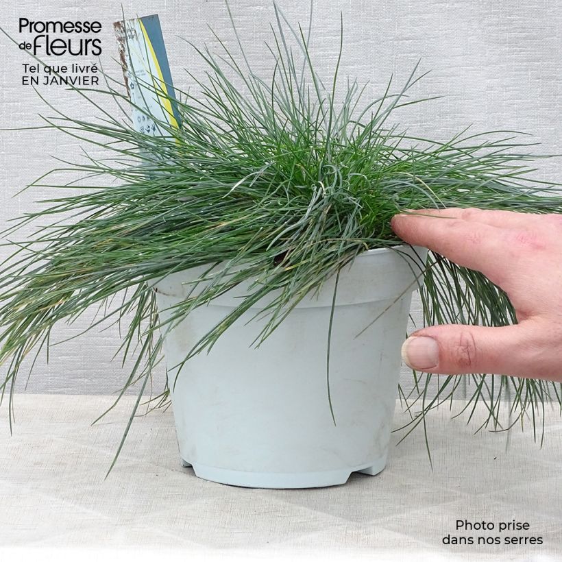 Spécimen de Festuca Intense Blue - Fétuque bleue Pot de 2L/3L tel que livré en hiver