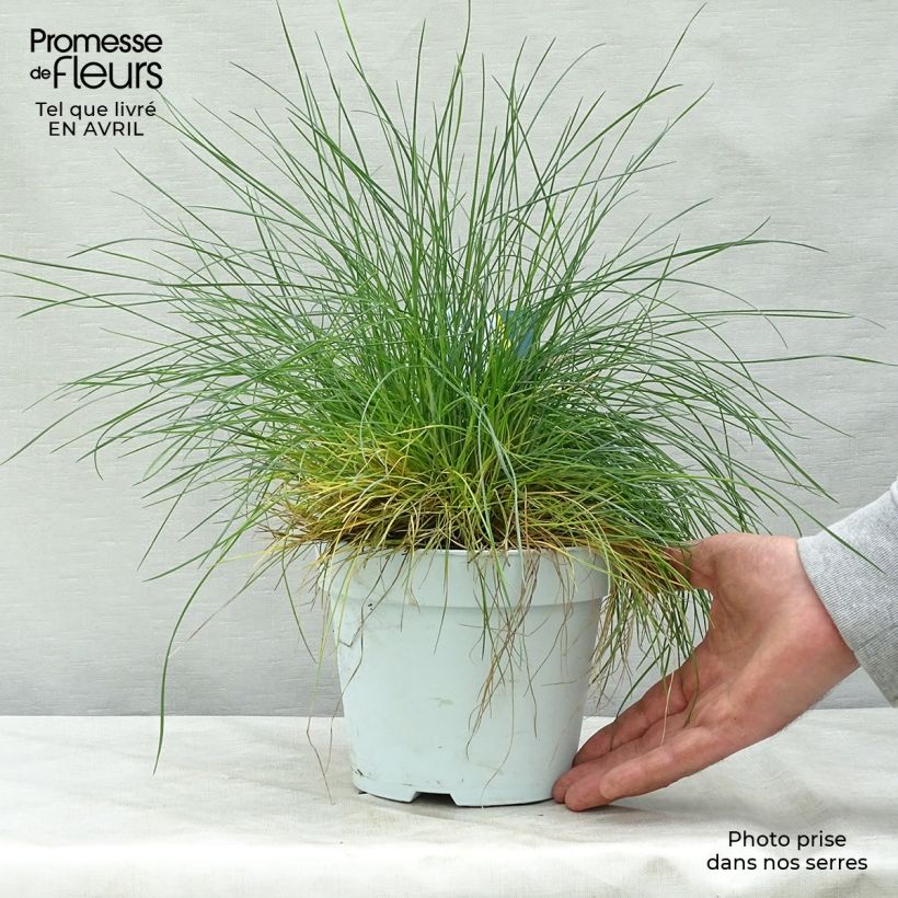 Festuca glauca Intense Blue - Festuca blu Vaso da 2L/3L esemplare consegnato in primavera