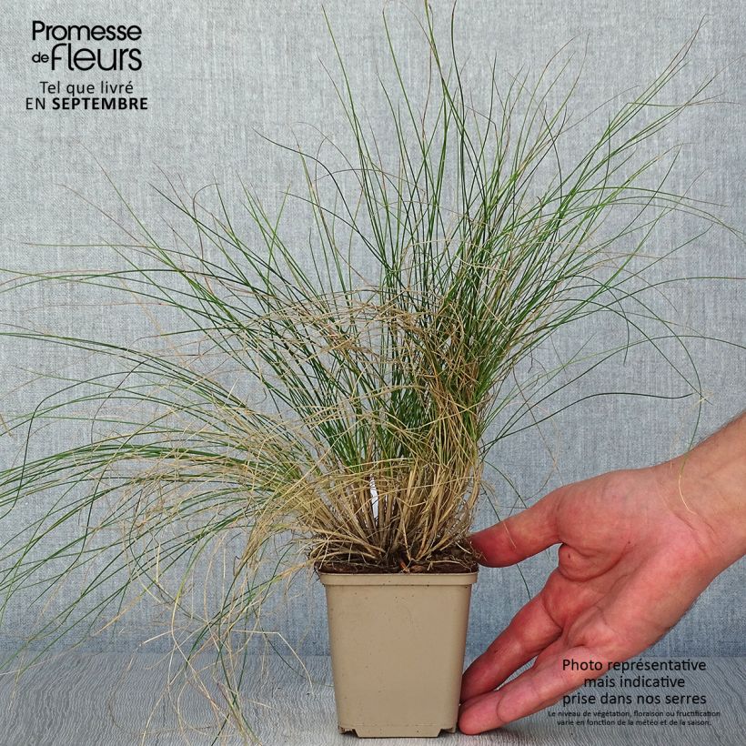 Spécimen de Festuca Sunrise - Fétuque Godet de 8/9 cm tel que livré en automne