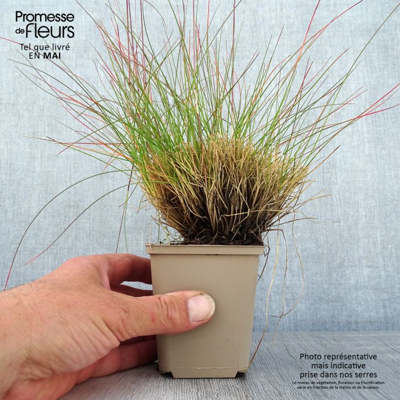 Spécimen de Festuca Sunrise - Fétuque Godet de 8/9 cm tel que livré au printemps