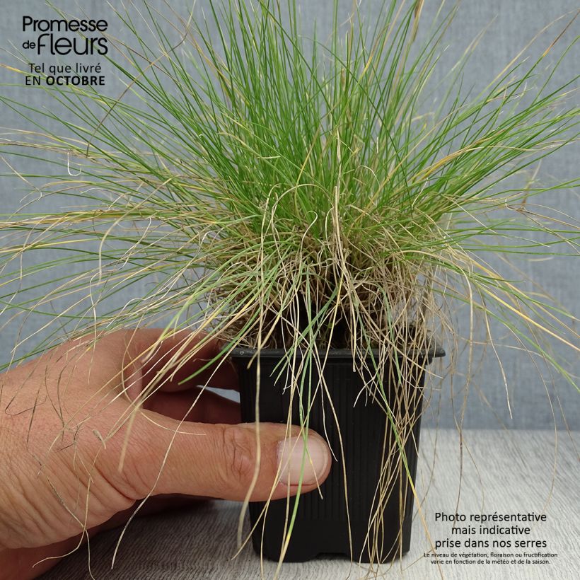 Spécimen de Festuca filiformis - Fétuque à feuilles capillaires Godet de 8/9 cm tel que livré en automne
