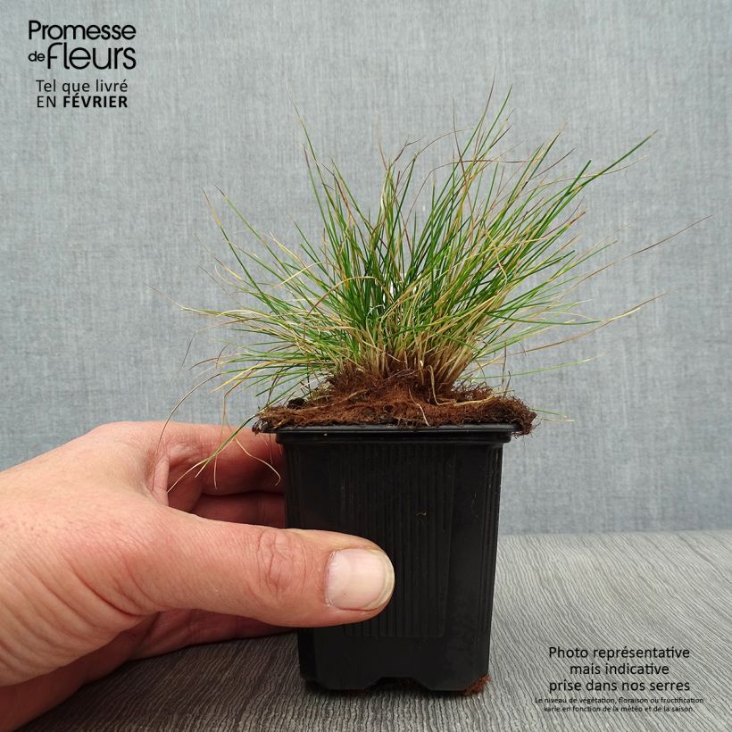 Spécimen de Festuca filiformis - Fétuque à feuilles capillaires Godet de 8/9 cm tel que livré en hiver