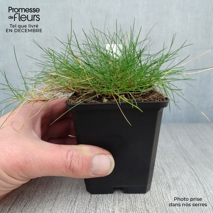 Spécimen de Festuca gautieri - Fétuque de Gautier Godet de 8/9 cm tel que livré en hiver