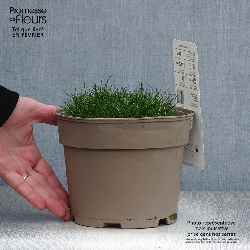Spécimen de Festuca gautieri - Fétuque de Gautier Pot de 2L/3L tel que livré en hiver
