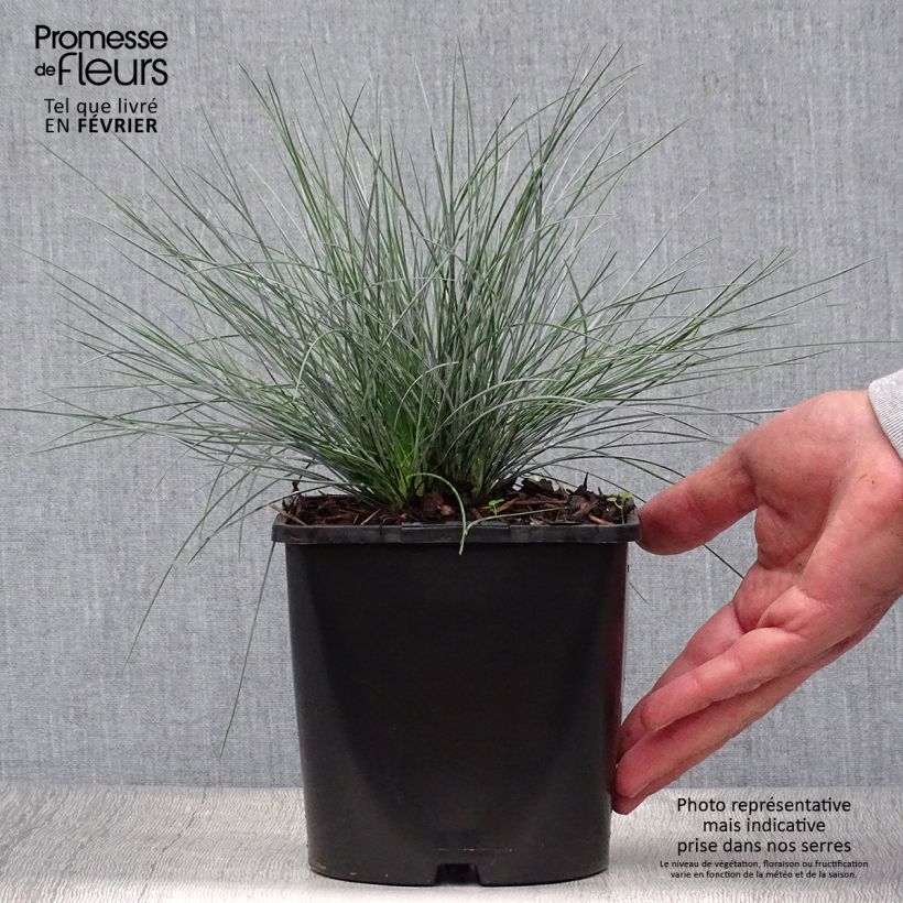 Spécimen de Fétuque bleue Elijah Blue - Festuca glauca Pot de 2L/3L tel que livré en automne