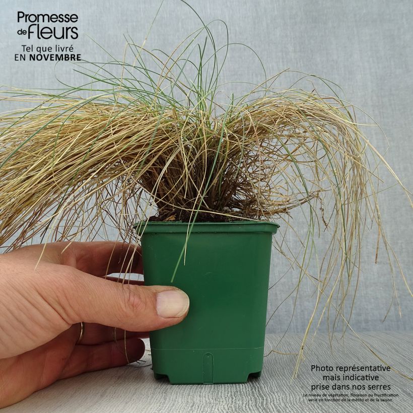 Spécimen de Festuca valesiaca Glaucantha - Fétuque du Valais Godet de 8/9 cm tel que livré en automne