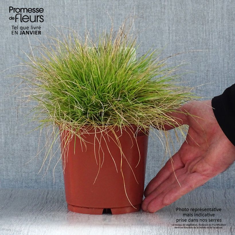 Spécimen de Fetuque, Festuca glauca Golden Toupee Pot de 1L/1,5L tel que livré en hiver