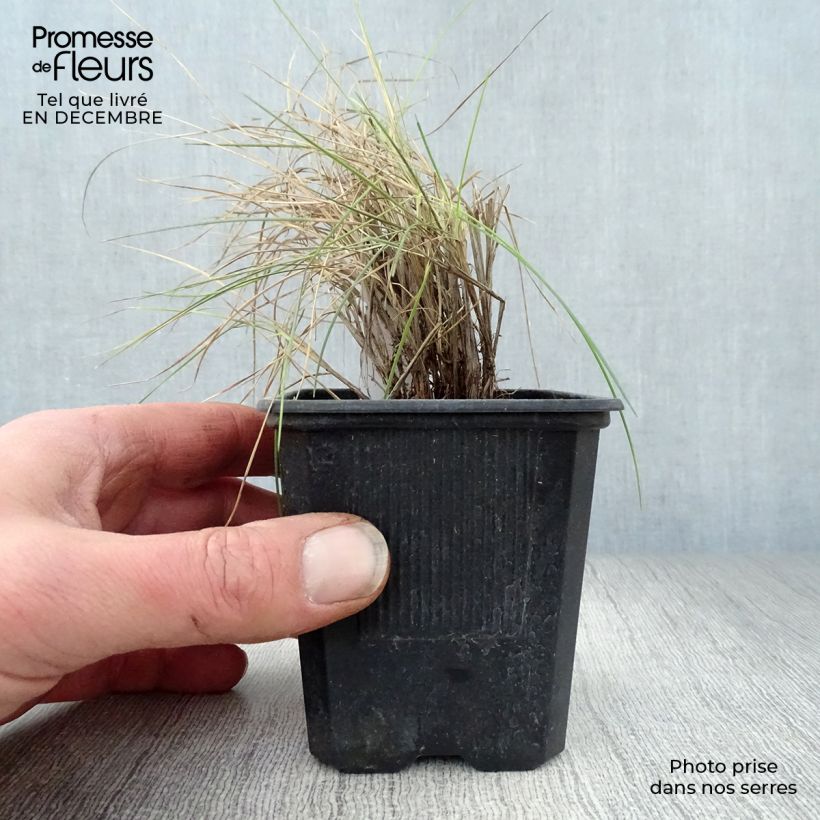 Spécimen de Fétuque bleue Elijah Blue - Festuca glauca Godet de 8/9 cm tel que livré en hiver