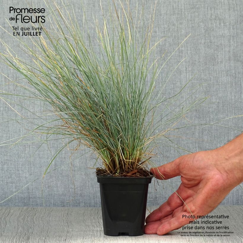 Spécimen de Fétuque bleue - Festuca glauca Godet de 8/9 cm tel que livré en été