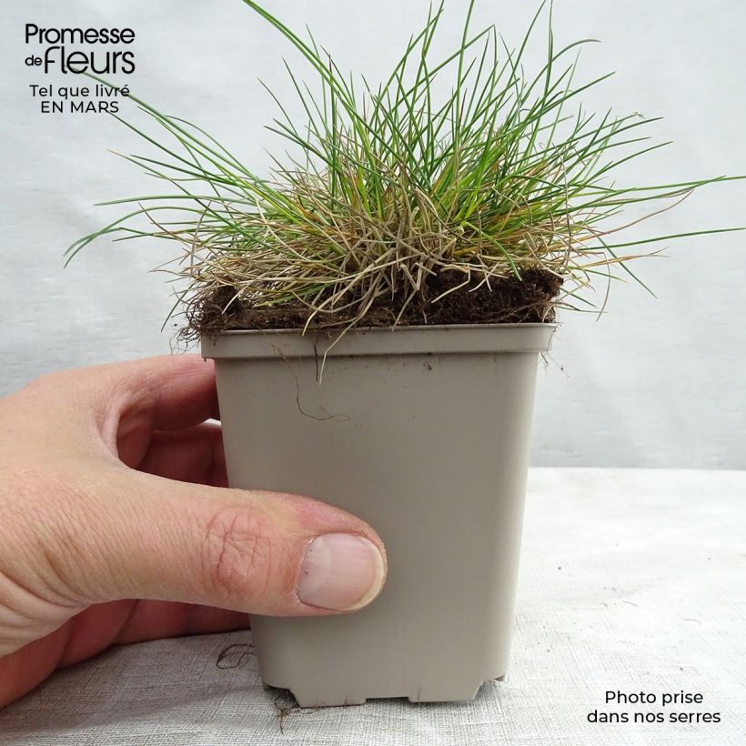 Spécimen de Fétuque bleue - Festuca glauca Godet de 8/9 cm tel que livré en hiver