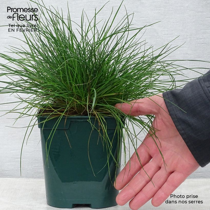 Spécimen de Fétuque bleue - Festuca glauca Pot de 2L/3L tel que livré en hiver