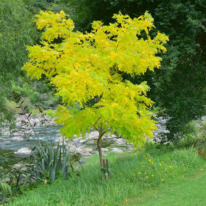Févier d'Amérique doré - Gleditsia triacanthos Sunburst (Port)
