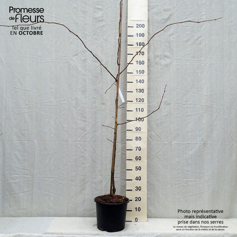 Spécimen de Févier d'Amérique doré - Gleditsia triacanthos Sunburst Pot de 7,5L/10L, Baliveau tel que livré en automne