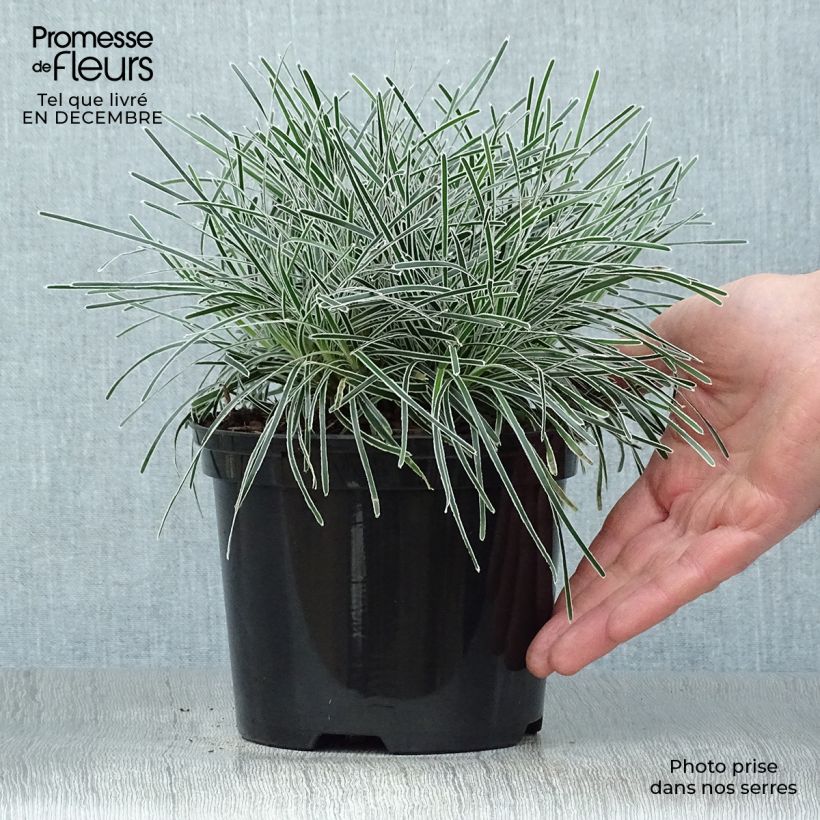 Spécimen de Ficinia truncata Ice Crystal - Ficinia givré Pot de 2L/3L tel que livré en hiver