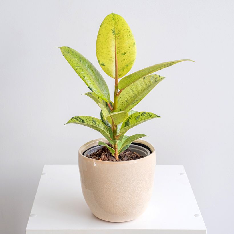 Ficus Shivereana - Caoutchouc panaché (Port)