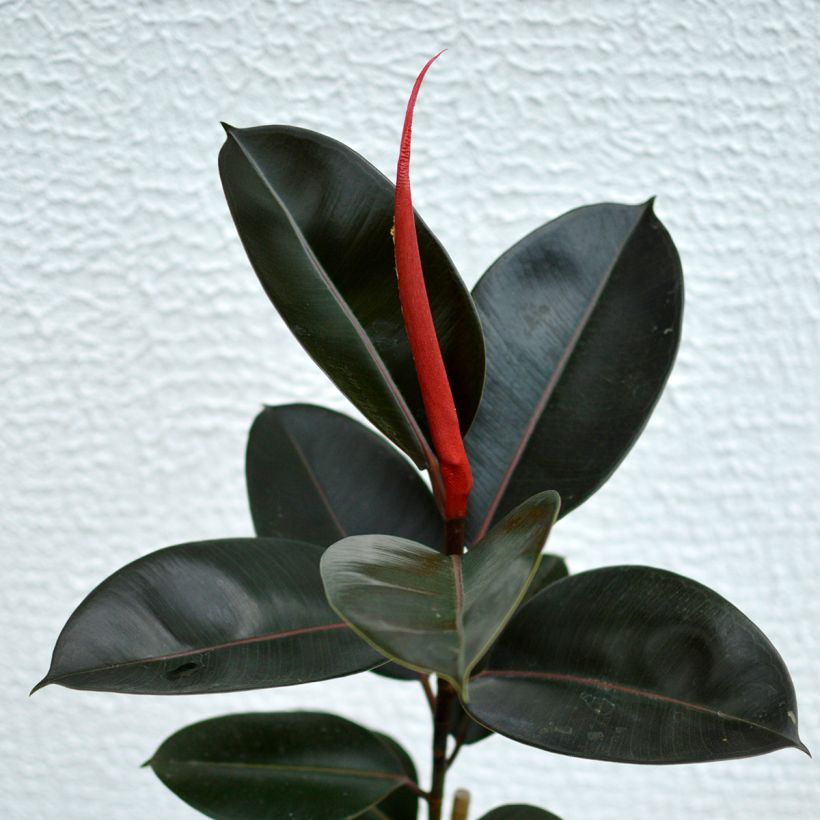 Ficus Burgundy - Caoutchouc (Feuillage)