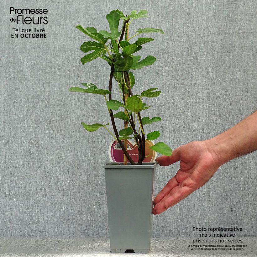 Spécimen de Figuier Brown Turkey Pot de 1,5L/2L, Buisson tel que livré en automne