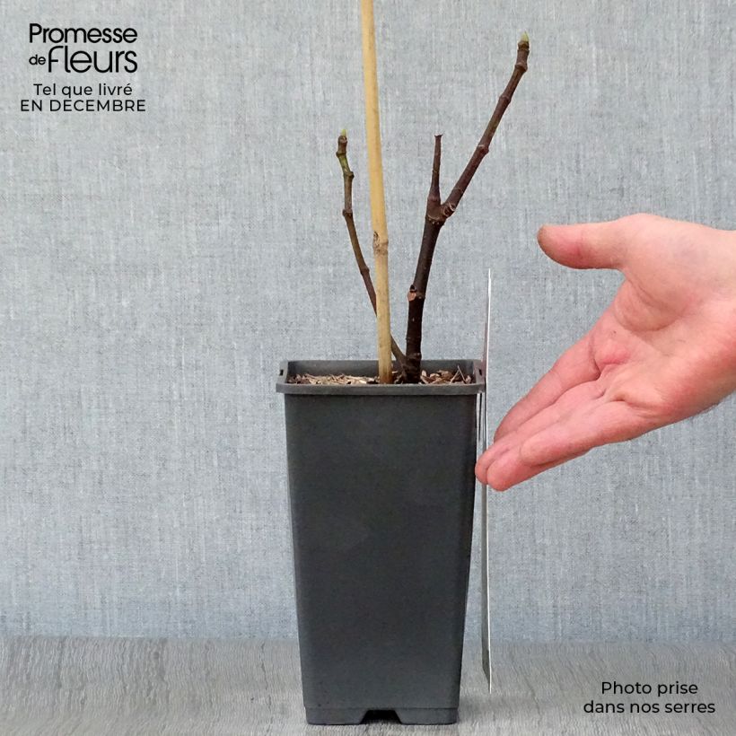 Spécimen de Figuier Brown Turkey Pot de 1,5L/2L tel que livré en hiver