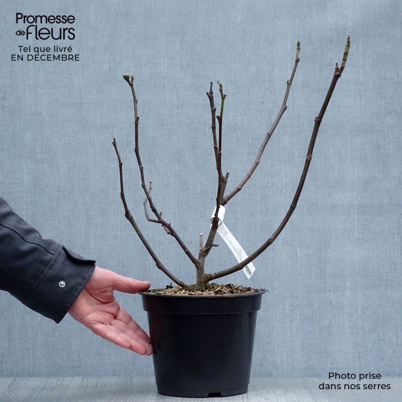 Spécimen de Figuier Brown Turkey Pot de 4L/5L, Scion tel que livré en hiver