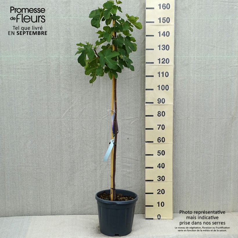 Spécimen de Figuier - Ficus carica Sultane Pot de 12L/15L, Demi-Tige tel que livré en été