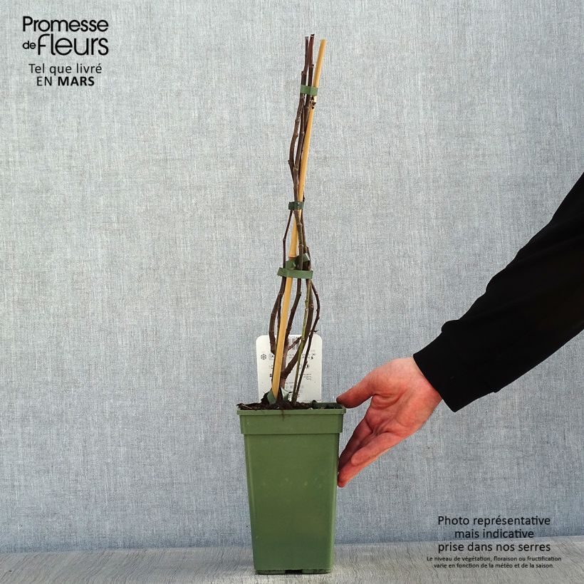 Spécimen de Figuier Gustissimo Perretta - Ficus carica Pot de 2L/3L, Buisson tel que livré en hiver