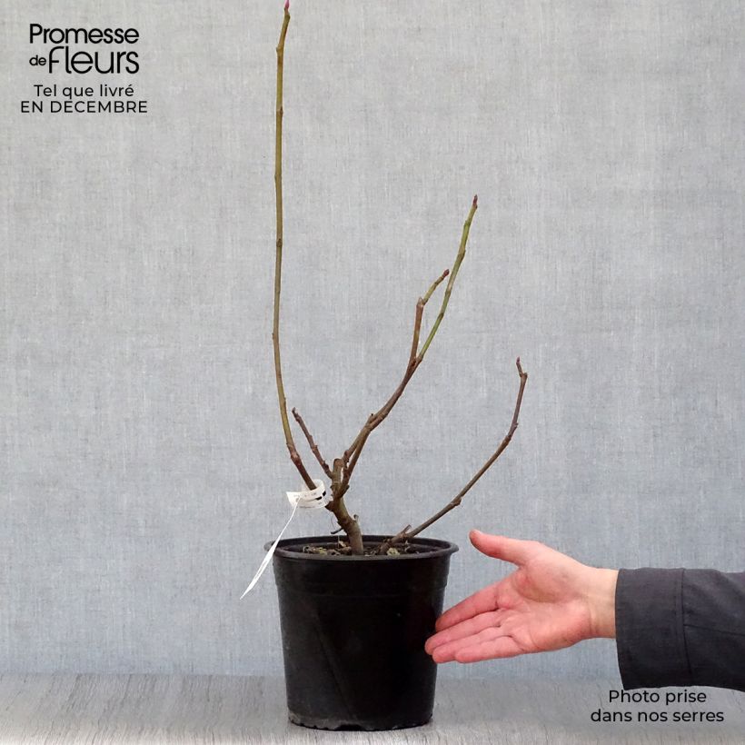 Spécimen de Figuier Icecrystal  Pot de 4L/5L, Scion tel que livré en hiver