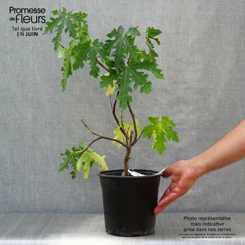 Spécimen de Figuier Icecrystal  Pot de 4L/5L, Scion tel que livré en été