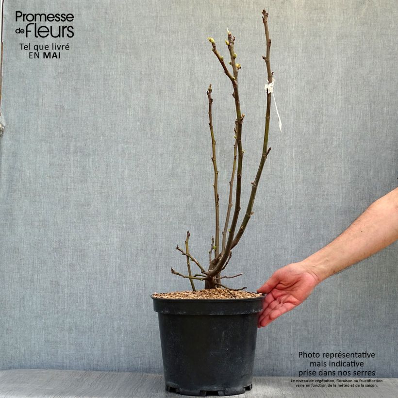 Spécimen de Figuier Icecrystal  Pot de 4L/5L, Buisson, Ramifié tel que livré au printemps