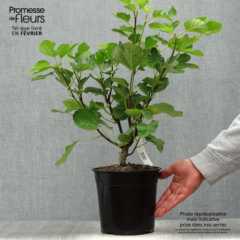 Spécimen de Figuier Jannot - Ficus carica  Pot de 4L/5L tel que livré en automne