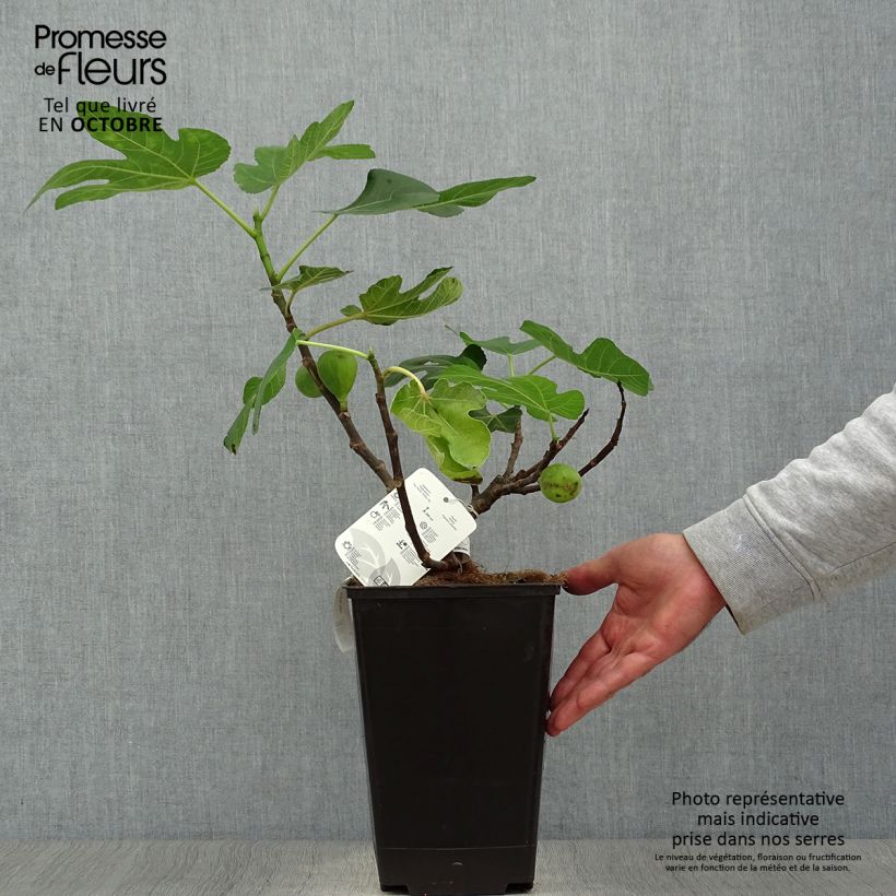 Spécimen de Figuier Jordan - Ficus carica Pot de 4L/5L, Buisson tel que livré en automne